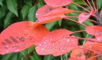 Dew on pink leaves in Hyde Park