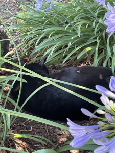 Hiro where he liked to rest, and where his ashes are resting now.