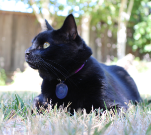 Buster in yard